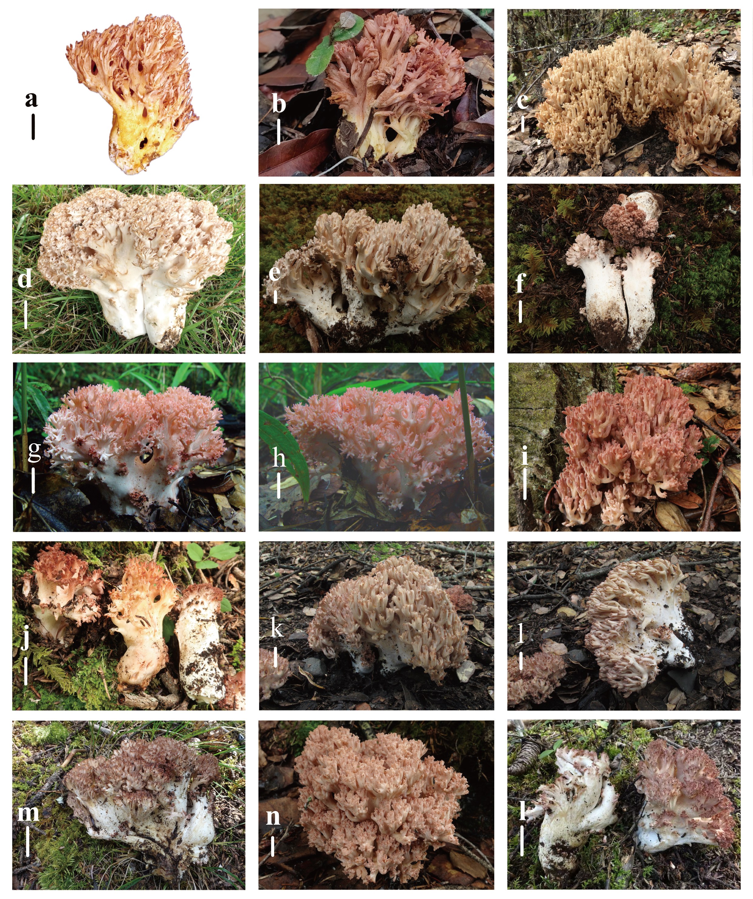 Figure 13